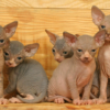 sphynx kitten for sale