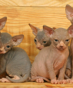 sphynx kitten for sale