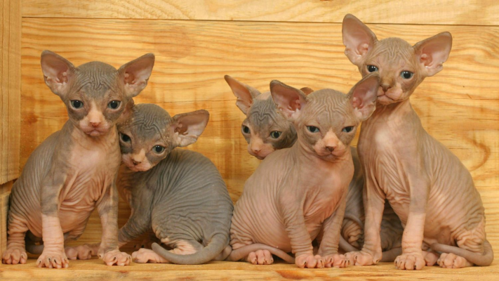 sphynx kitten for sale